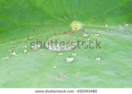 Green lily pads with dew  in a pond.