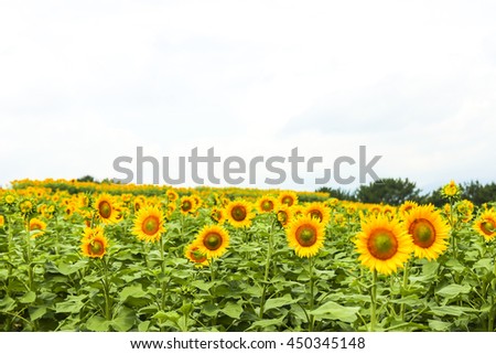 Sunflower looking at the bright sun