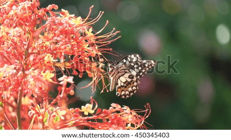 Butterfly suck nectar on pollen