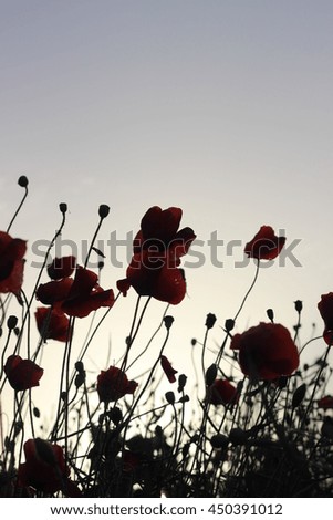 Silhouettes of poppies flowers on the field during sunset in backlight. Mysticism. Surrealism