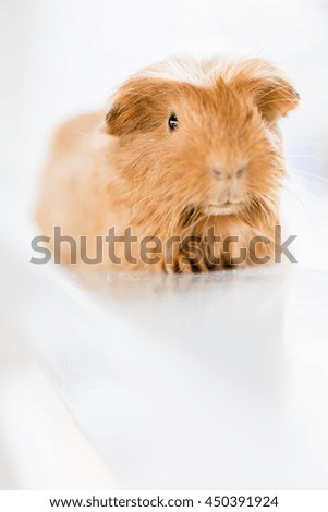 Cute brown Australian hamster