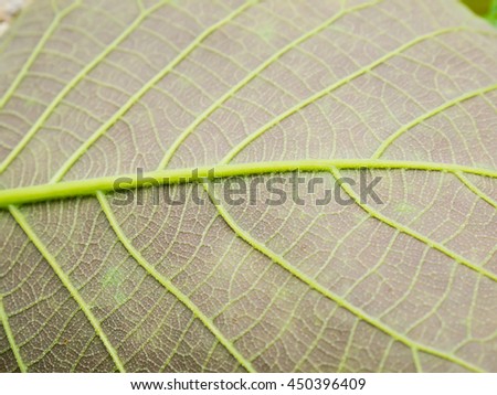 leaf texture for background
