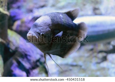 big tropical exotic fish macro photo