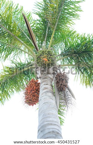 Palm with fruits isolated on white background vertical photo