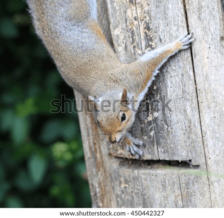 Close up of a male Grey Squirrel climbing down a tree stump