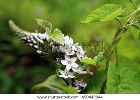 Delicate white flowers and vines