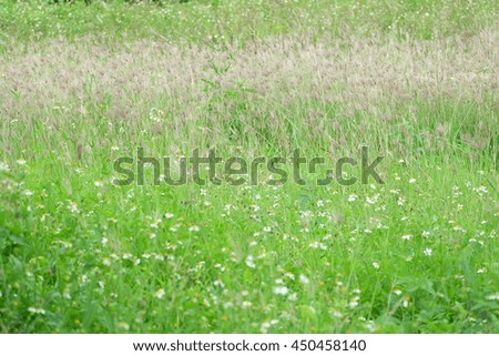 Beautiful Meadow in Thailand