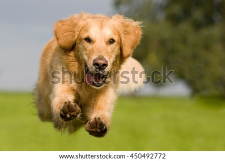 Golden Retriever jumping over a green meadow with blue sky Royalty-Free Stock Photo #450492772