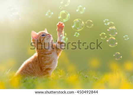 young kitten playing with soap bubbles, bubbles on green meadow Royalty-Free Stock Photo #450492844