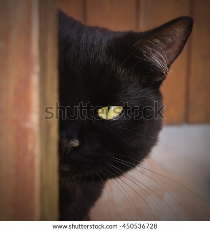 Black Cat with yellow eyes peeping from behind a corner village house.