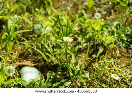 little daisy in the grass