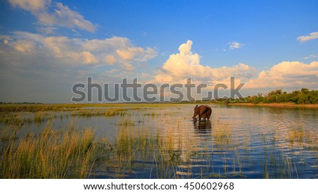 Elephant standing in river water with sunset in background, Africa