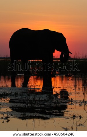 Elephant standing in river water with sunset in background, Botswana