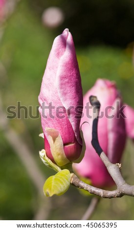 Pink blossoming magnolia close up in spring