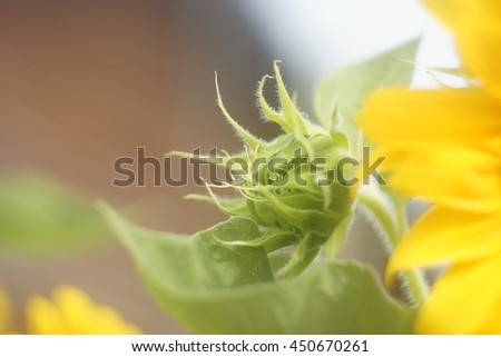 Sunflower bud in garden