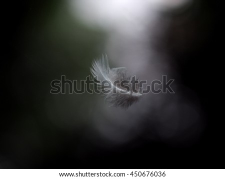 shallow depth of field picture of one soft small bird feather falling in home garden green outdoor bokeh background under evening light and flashlight for lonely mood and emotion