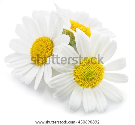 Chamomile or camomile flowers isolated on white background. Royalty-Free Stock Photo #450690892