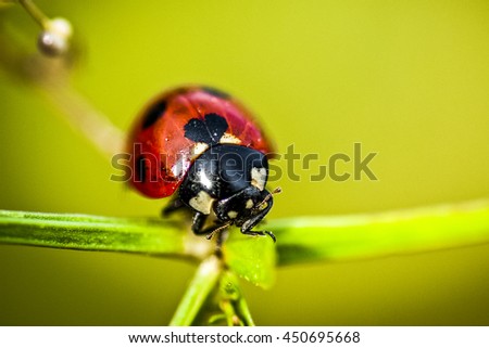 red ladybug with red dots in a leaf in its natural environement