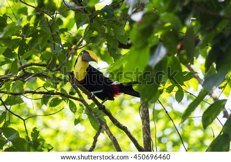 Chestnut-mandibled toucan in green background
