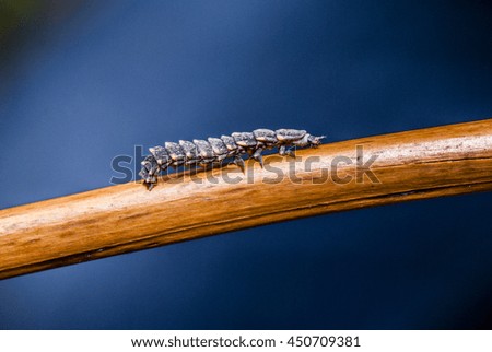 small black armored caterpillar with orange dots on a branch in its natural environment