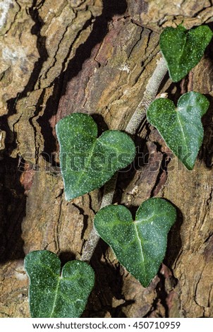 Leaves macro photograph of a vine on a tree trunk
