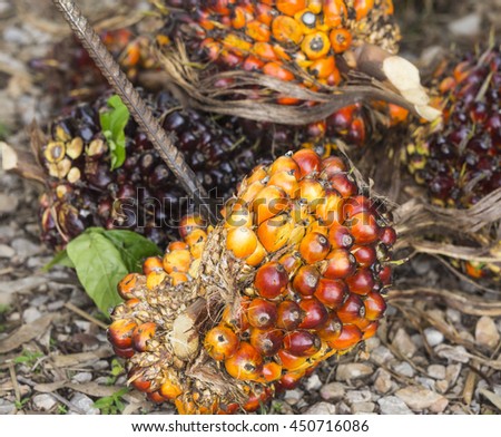 Palm oil Plantation.