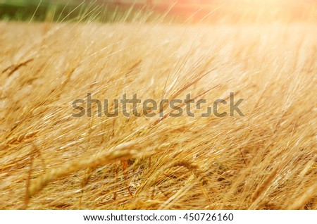 abstract blurred background of wheat ears full screen. Nature photo idea rich harvest. sunny golden color barley field background. use as background