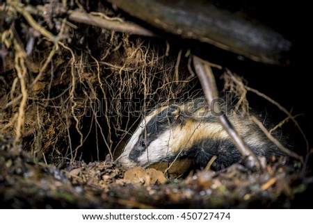 Young European Badger (Meles meles)