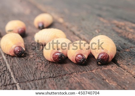 Sago beetle worm, Red palm weevil, Selective focus with shallow depth of field (Rhynchophorus ferrugineus) Popular food larva in Southern Thailand on the wooden floor