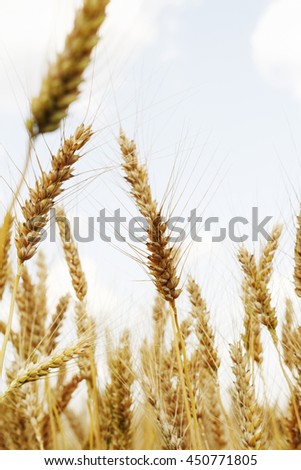 Picture of field of wheat