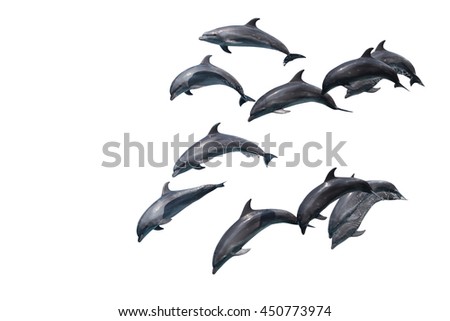 Group dolphin isolated on white background.