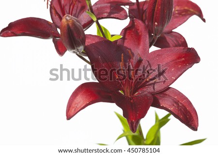 red lily macro on a white background