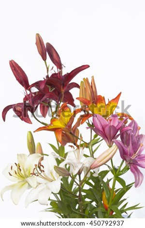 multi-colored lilies on a white background