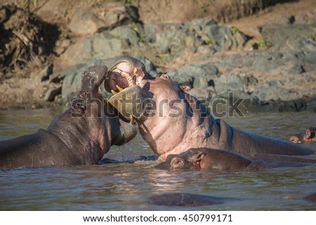 This is picture of fight between two hippopotamus. It is illustration of wildlife in their natural habitat. Excellent photo