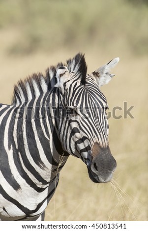Plains Zebra in Moremi Botswana