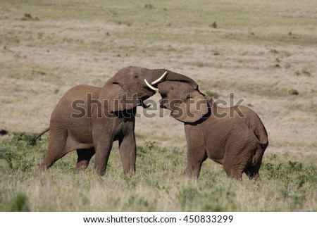 Two elephant bulls trunk wrestle and fight for hierarchy within the elephant herd. South Africa 