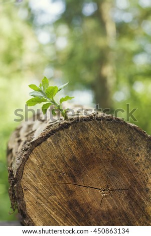 new branch growing on a piece of wood 