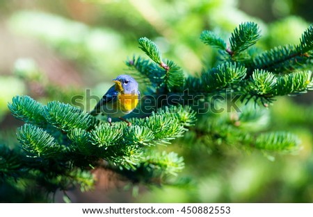 The Magnolia Warbler is a handsome and familiar warbler of the northern forests. It migrates to the boreal forests of Quebec Canada in summer where it nests and returns south for the winter.