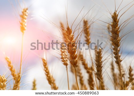 Wheat field. full of ripe grains, golden ears of wheat or rye close up on a blue sky background. small depth of field. Rich harvest Concept. majestic rural landscape. creative picture of nature.