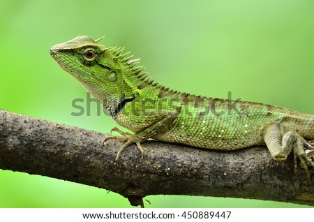 Beautiful Green lizard on the tree