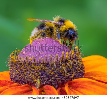 Bee sitting on flower of Rudbeckia, commonly called coneflowers and black-eyed-susans