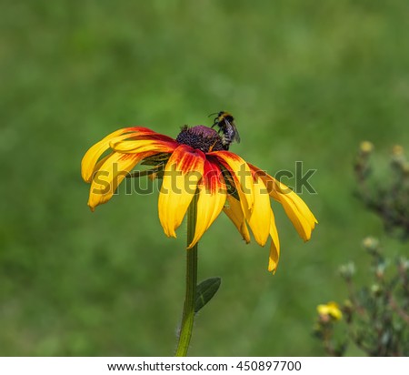 Bee sitting on flower of Rudbeckia, commonly called coneflowers and black-eyed-susans