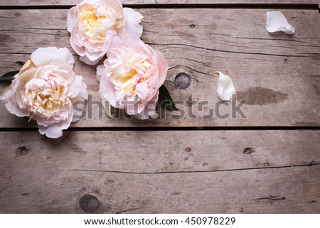 Tender pink peonies flowers on aged wooden background. Flat lay. Top view with copy space. Selective focus. Toned image.

