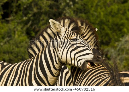 two zebras showing some affection by biting each others backs