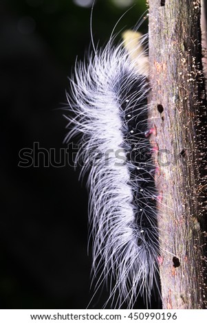A hairy worm walking up on the old bark tree