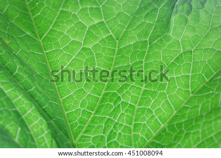 leaf macro pattern of green