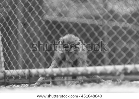 monkey in cage, black and white