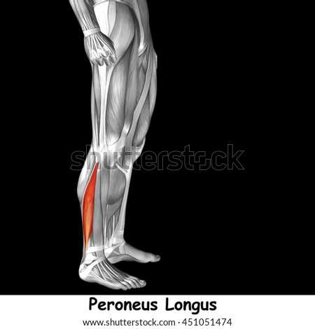 Concept conceptual 3D illustration human lower leg anatomy or anatomical and muscle isolated on black background metaphor to body, tendon, fit, foot, strong, biological, gym, fitness, health medical