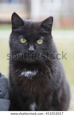 Portrait of a black cat with flavovirent eyes and a white spot on a breast.