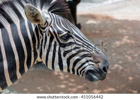 Zebra In Zoo